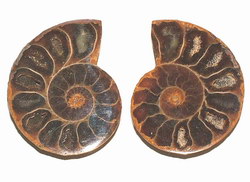 Fossil Ammonite: Cut and Polished