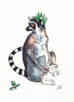 Ring-Tailed Lemur: Lemur catta