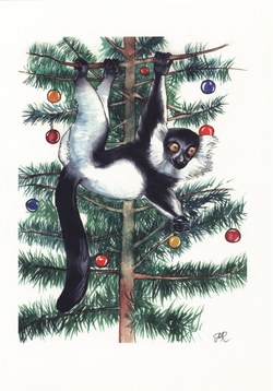 Black-&-White Ruffed Lemur: Varecia variegata