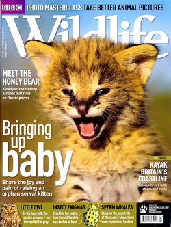 BBC Wildlife: May 2011, Volume 29, Number 5