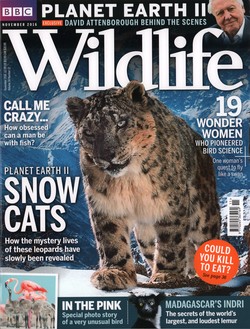 BBC Wildlife: November 2016, Volume 34, Number 12