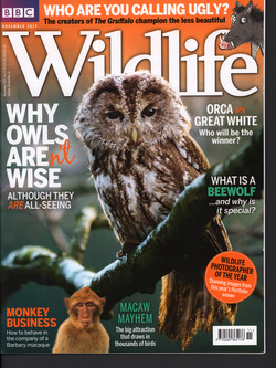 BBC Wildlife: November 2017, Volume 35, Number 12