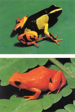 Mantella Postcard: Mantella madagascariensis and Mantella aurantiaca