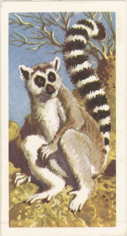 Ring-Tailed Lemur: (Lemur catta)