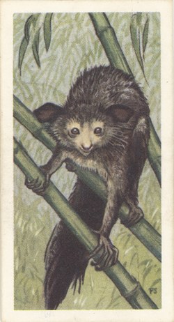 Aye-Aye: (Daubentonia madagascariensis)