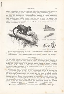 The Aye-Aye: Cassell's Popular Natural History: Mammalia, vol 1