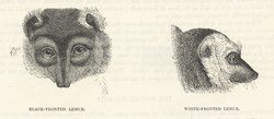 Black-Fronted Lemur & White-Fronted Lemur: Cassell's Popular Natural History: Mammalia, vol 1
