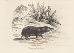 Centetes setosus: Cassell's Popular Natural History: Mammalia, vol 1