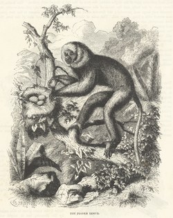 The Diadem Lemur: Cassell's Popular Natural History: Mammalia, vol 1