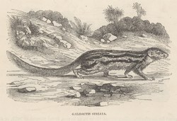 Galidictis striata: Cassell's Popular Natural History: Mammalia, vol 1