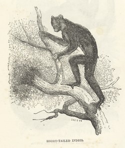 Short-Tailed Indris: Cassell's Popular Natural History: Mammalia, vol 1
