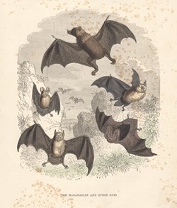 The Madagascar and Other Bats: Cassell's Popular Natural History: Mammalia, vol 1