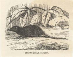 Madagascar Shrew: Cassell's Popular Natural History: Mammalia, vol 1