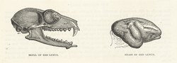 Skull of Red Lemur & Brain of Red Lemur: Cassell's Popular Natural History: Mammalia, vol 1