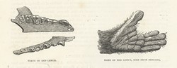 Teeth of Red Lemur & Hand of Red Lemur, Seen from Beneath: Cassell's Popular Natural History: Mammalia, vol 1