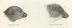Red-Bodied Lemur & Yellow-Bodied Lemur: Cassell's Popular Natural History: Mammalia, vol 1