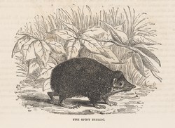 The Spiny Tenrec: Cassell's Popular Natural History: Mammalia, vol 1