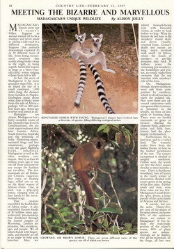 Meeting the Bizarre and Marvellous: Madagascar's Unique Wildlife