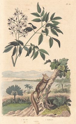 Aye-Aye: Dictionnaire pittoresque d'histoire naturelle et des phénomènes de la nature, vol. 1, 1838