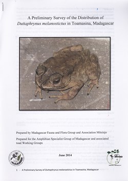 A Preliminary Survey of the Distribution of Duttaphrynus melanostictus in Toamasina, Madagascar