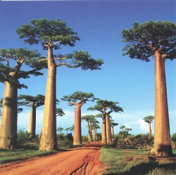 The Avenue of Baobabs (Adansonia grandidieri) near Morondava in East Madagascar