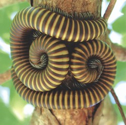 Giant millipedes curled together on the underside of a branch in Northwest Madagascar