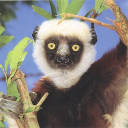 Coquerel's sifaka (Propithecus coquereli), Northwestern Madagascar