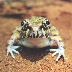 Madagascan Striped Frog