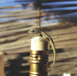 A juvenile gecko basks in sunlight atop a pencil in Southwest Madagascar