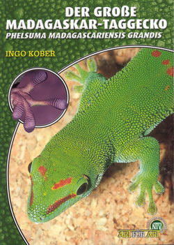 Der Große Madagascar-Taggecko: Phelsuma madagascariensis grandis