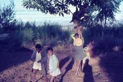 Young boys tree-climbing: Soavinandriana