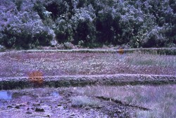 Japanese planted rice: Farm school, Soavinandriana