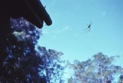 Nephila spider in its web