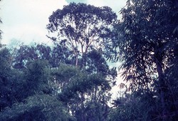 Eucalyptus trees: Soavinandriana