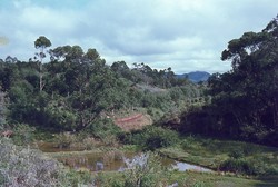 Woods around Ambositra