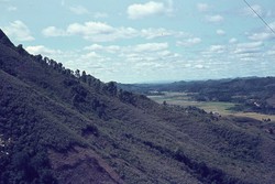 Woods around Ambositra