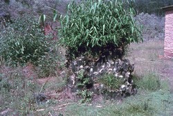 Bamboo stump: Ambositra