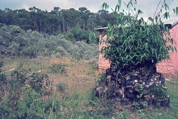 Bamboo stump: Ambositra