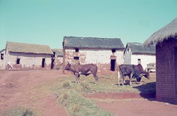 Zebu cattle: Antanetibe