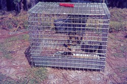 Frog in a cage: Antsampandrano Forestry Station