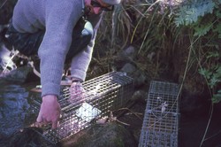Setting oxgord traps for aquatic tenrecs: Antsampandrano Forestry Station