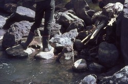 Oxgord traps for aquatic tenrecs: Antsampandrano Forestry Station