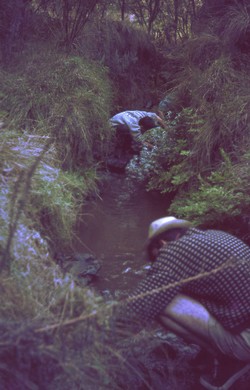 Looking for frogs in a stream: Antsampandrano Forestry Station