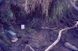 Traps for aquatic tenrecs: Antsampandrano Forestry Station