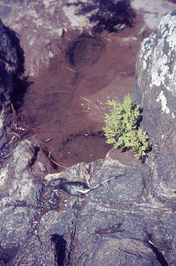 A drowned rat: Antsampandrano Forestry Station