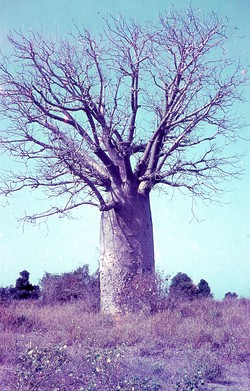 Baobab: Ejeda