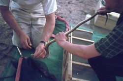 Examining a snake at the campsite