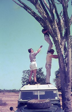 Climbing an octopus tree with the help of the Land Rover