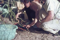 Examining a snake at the campsite