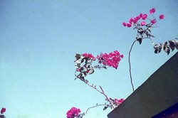 A giant Madagascar swallowtail visiting bourgainillea flowers: Tulear